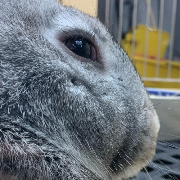 Meet your Posher, Scarlett - Picture 1 of 1